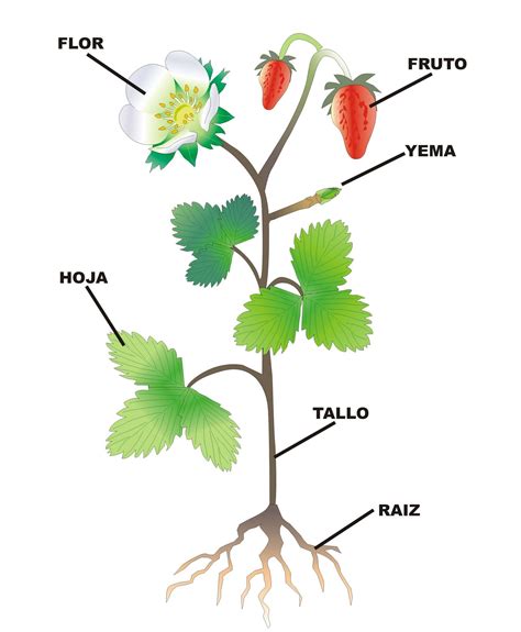 ¿cuáles Son Las Partes De Una Planta Respuestastips