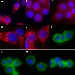 Uptake Of Fluorescently Labeled Transferrin Is Inhibited By A Hypotonic