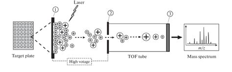 Schematic Representation Of Maldi Tof Ms 1 Target Plate Well Download Scientific Diagram