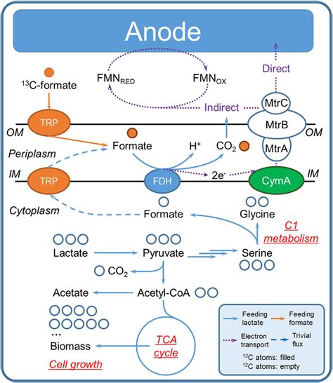 Proposed Pathway Of Formate In The Metabolism Of S Oneidensis Mr