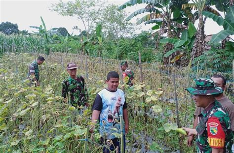 Babinsa 02 Timika Sambangi Petani Timun Abadikini