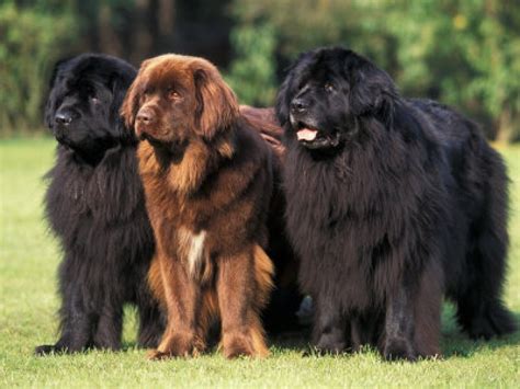 Sussex Spaniel Pictures Information Temperament Characteristics