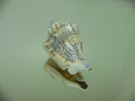 Strombus urceus incisum labiatum 1 на sea shells ru Морские ракушки