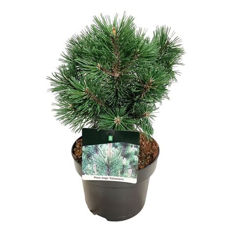 Kiefernbaum Pinus Mugo Columnaris Schnelle Lieferung Fleurdirect