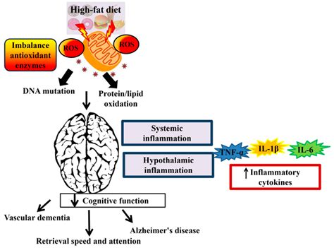 Nutrients Free Full Text Effect Of High Fat Diets On Oxidative