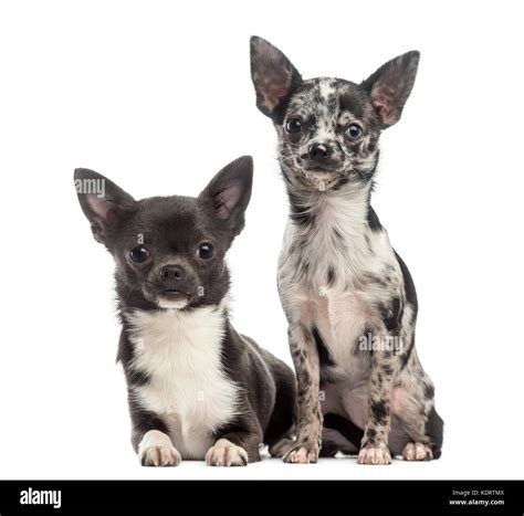 Two Chihuahuas Sitting Together Stock Photo Alamy