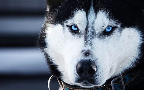 Do Alaskan Malamutes Have Blue Eyes Mesmerizing Blue Eyes