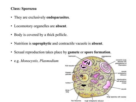 General Characteristics And Classification Of Phylum Protozoa Ppt Free Download