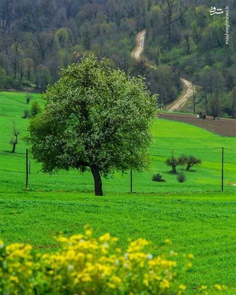 گزارش تصویری از طبیعت زیبای مازندران در فصل بهار