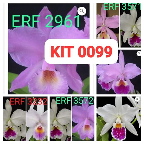 Kit Cattleya Labiata Rf Orqu Deas