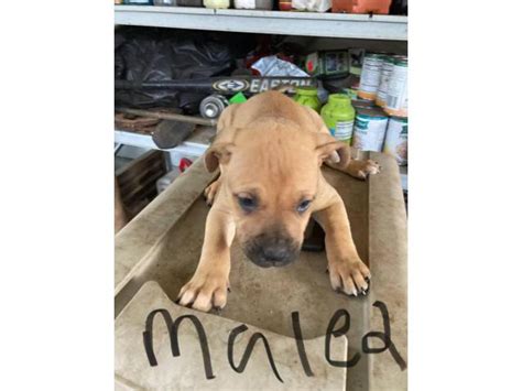 6 weeks old American Bandogge puppies Atlanta - Puppies for Sale Near Me