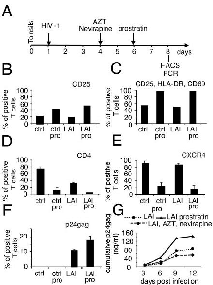 HIV-1 infection of prostratin-treated lymphoid tissue. Human tonsils ... 