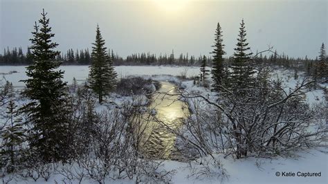 Churchill Polar Bear Report Wildlife Abounds Churchill Polar Bears