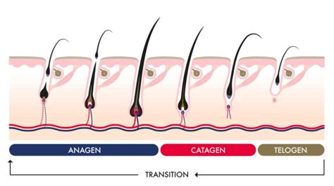 Hair Growth Cycle : The Science Behind Hair Growth