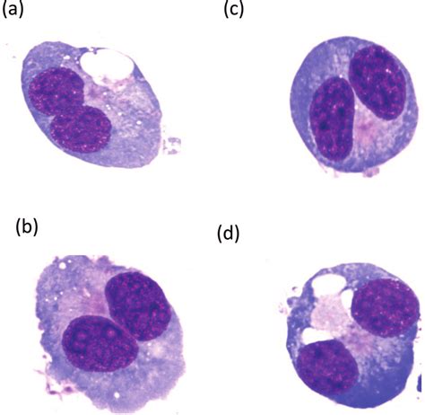 Human Binucleated Lymphoblastoid Cells Showing A Overlapping Nuclei Download Scientific