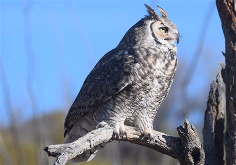 Great Horned Owl Birds And Blooms