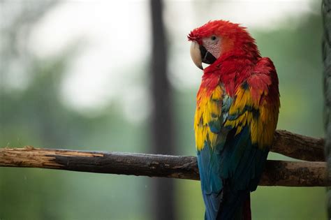 The Pros And Cons Of Owning A Parrot A Comprehensive Guide