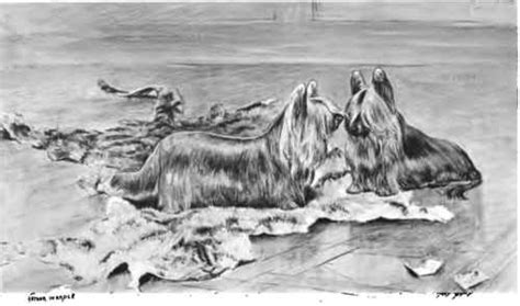 Paisley Terrier Alchetron The Free Social Encyclopedia