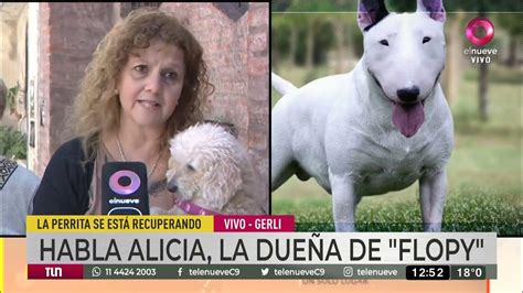 Emocionante Recuperación De Una Caniche Volvió A Caminar Tras El