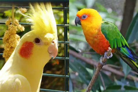 Cockatiel Vs Conure Identification Differences Similarities