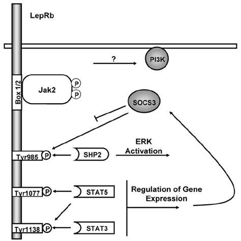 The Role Of Discreet Leprb Functional Sites In Leptin Signaling