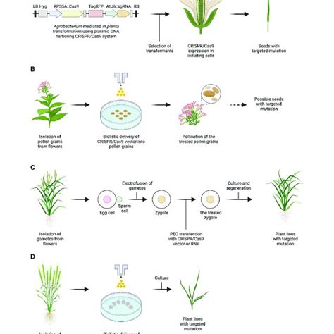 Outline Of Genome Editing Methods For Plant Reproductive Cells Or