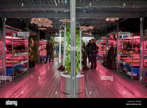 Chelsea Flower Show 2019 Stock Photo Alamy