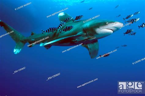 Oceanic White Tip Shark At Elphinstone Reef In Red Sea Egypt Stock