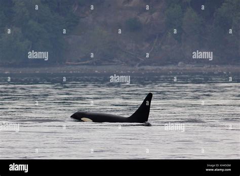 Northern Resident Killer Whale Orcinus Orca Surfacing Near A Beach On