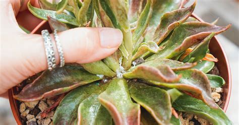 Succulent SOS The Ultimate Guide To Eradicating Mealybugs And Other