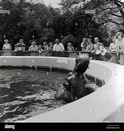 Années 1950 historiques adultes et enfants à un zoo regardent comme