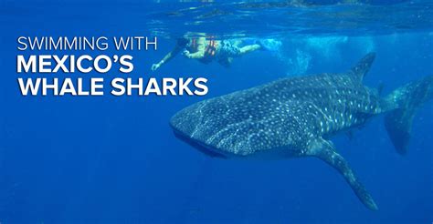 Swimming With Whale Sharks | Mexico Ecotourism