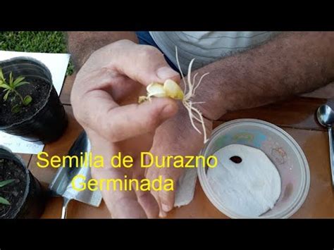 como germinar durazno en 15 días YouTube