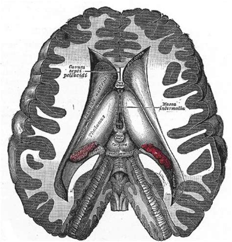 Ancient Secrets Come Into Sight The Pineal Gland Pine Cone Symbolism