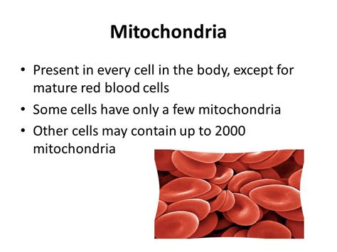 Images Mitochondria From Mom The Genetics Of Mitochondrial Disease