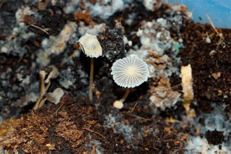 Mushroom Compost 2023 Benefits Disadvantages And Options Yuzu Magazine