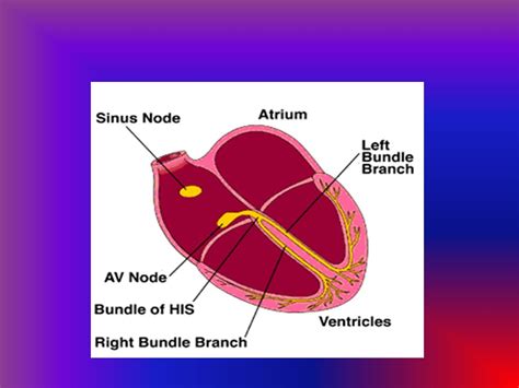 Anti Arrhythmic Drugs Dr S Parthasarathy Md Da Dnb Md Acu Dip