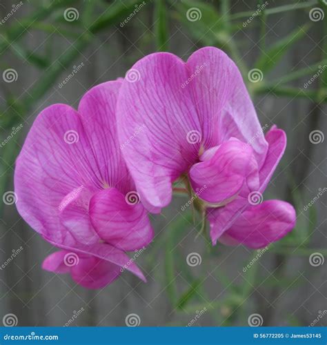 Everlasting Sweet Pea Flower Stock Image - Image of pink, petals: 56772205