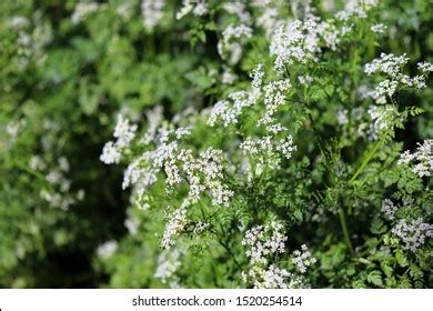 1,551 Garden chervil Images, Stock Photos & Vectors | Shutterstock