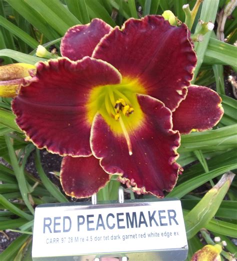 RED PEACEMAKER – QB Daylily Gardens