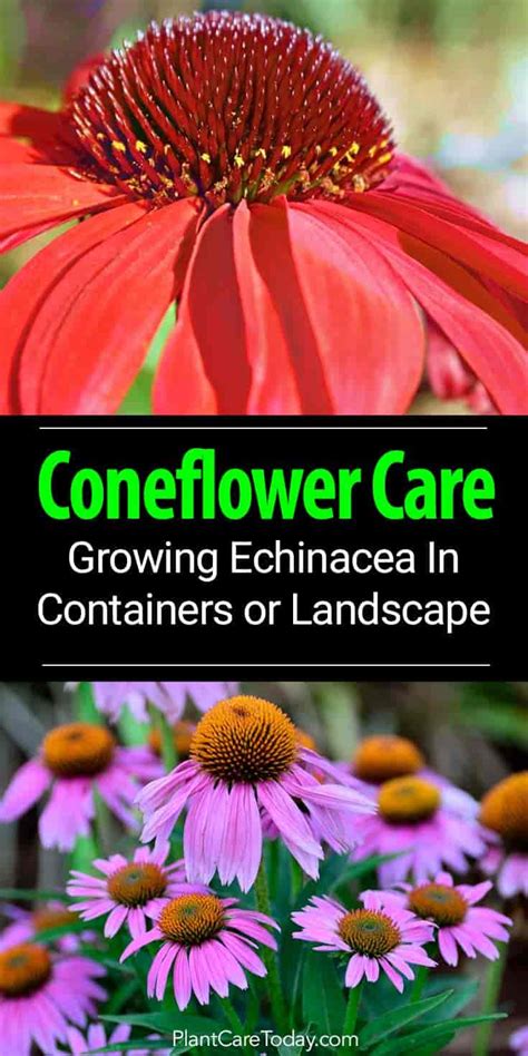 Growing Echinacea Coneflower As A Landscape Or Container Plant