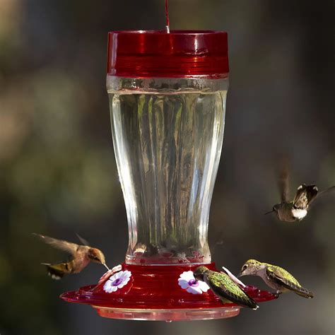 Big Gulp Glass Hummingbird Feeder Mommas Home Store