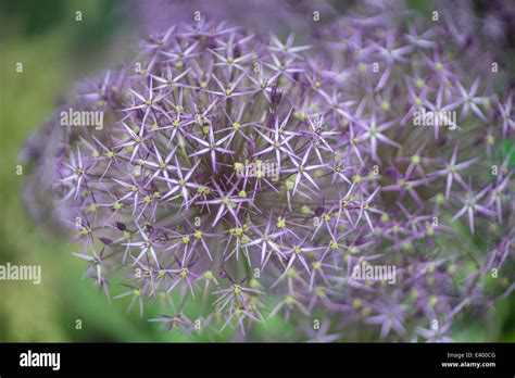 Purple Giant Allium Flowers Allium Giganteum Gladiator Stock Photo