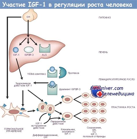 Нарушение обмена инсулиноподобного фактора роста 1 (IGF-1) при ЗВУР и ...