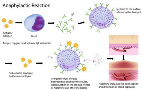 Histamine Ceplene Dichloride Histamine Dihydrochloride Histamine