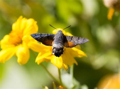 Sphingidae Conocido Como Halcón polilla De La Abeja Gozando Del