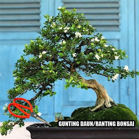 Jual GUNTING BONSAI PRUNING | Shopee Indonesia