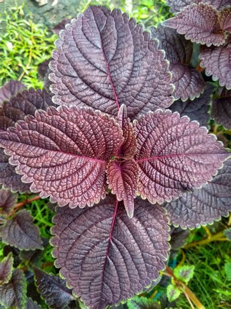 Coleus Scutellarioides A Un Potentiel Comme Plante M Dicinale Les