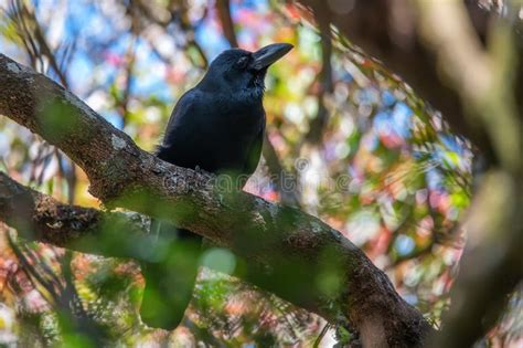 Large Billed Crow Or Corvus Macrorhynchos Perches On A Tree Stock Image