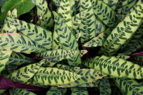 Indoor Plants With Fantastic Foliage Rutland Garden Village Oakham